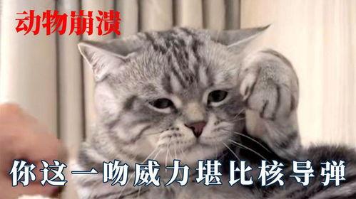 拉斯狗表情包,萌态百出，笑点连连